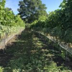 09.09.2020. Sandomierz. Winobranie w winnicy św. Jakuba / Grażyna Szlęzak-Wójcik / Radio Kielce