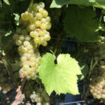 09.09.2020. Sandomierz. Winobranie w winnicy św. Jakuba / Grażyna Szlęzak-Wójcik / Radio Kielce