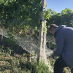 09.09.2020. Sandomierz. Winobranie w winnicy św. Jakuba / Grażyna Szlęzak-Wójcik / Radio Kielce