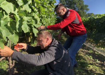 09.09.2020. Sandomierz. Winobranie w winnicy św. Jakuba. Na zdjęciu (od lewej): Marcin Marzec - burmistrz Sandomierza i Marcin Piwnik - starosta sandomierski / Grażyna Szlęzak-Wójcik / Radio Kielce