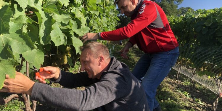 09.09.2020. Sandomierz. Winobranie w winnicy św. Jakuba. Na zdjęciu (od lewej): Marcin Marzec - burmistrz Sandomierza i Marcin Piwnik - starosta sandomierski / Grażyna Szlęzak-Wójcik / Radio Kielce