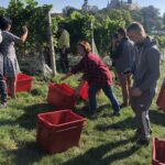 09.09.2020. Sandomierz. Winobranie w winnicy św. Jakuba / Grażyna Szlęzak-Wójcik / Radio Kielce