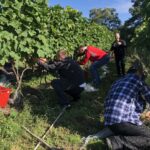 09.09.2020. Sandomierz. Winobranie w winnicy św. Jakuba / Grażyna Szlęzak-Wójcik / Radio Kielce