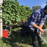 09.09.2020. Sandomierz. Winobranie w winnicy św. Jakuba / Grażyna Szlęzak-Wójcik / Radio Kielce