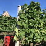 09.09.2020. Sandomierz. Winobranie w winnicy św. Jakuba / Grażyna Szlęzak-Wójcik / Radio Kielce