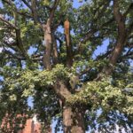 14.09.2020. Sandomierz. Dąb na dziedzińcu Caritas / Grażyna-Szlęzak-Wójcik / Radio Kielce