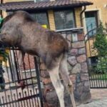 10.09.2020. Skarżysko-Kamienna. Łoś na bramie posesji przy ul. Piłsudskiego / Komenda Powiatowa PSP w Skarżysku-Kamiennej