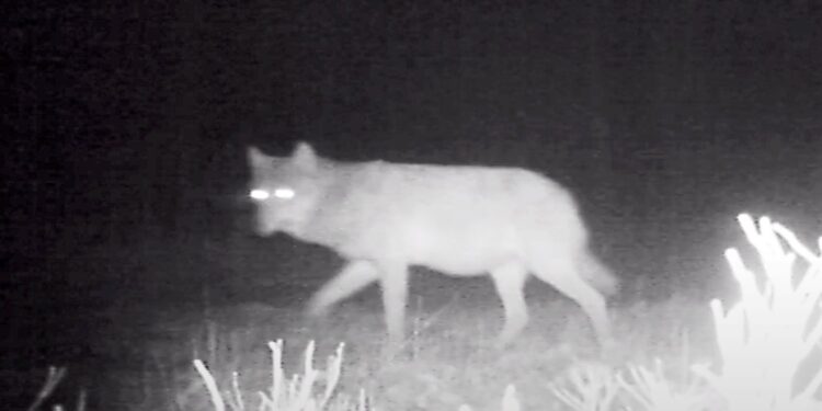 Wilk w kompleksie leśnym Lipie w Nadleśnictwie Starachowice / wilknet.pl