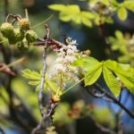 16.09.2020. Kielce. Kwitnące kasztanowce / Wiktor Taszłow / Radio Kielce