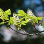 16.09.2020. Kielce. Kwitnące kasztanowce / Wiktor Taszłow / Radio Kielce