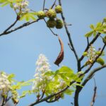 16.09.2020. Kielce. Kwitnące kasztanowce / Wiktor Taszłow / Radio Kielce