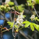 16.09.2020. Kielce. Kwitnące kasztanowce / Wiktor Taszłow / Radio Kielce