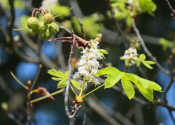 16.09.2020. Kielce. Kwitnące kasztanowce / Wiktor Taszłow / Radio Kielce