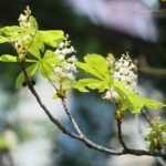 16.09.2020. Kielce. Kwitnące kasztanowce / Wiktor Taszłow / Radio Kielce