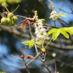 16.09.2020. Kielce. Kwitnące kasztanowce / Wiktor Taszłow / Radio Kielce