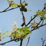 16.09.2020. Kielce. Kwitnące kasztanowce / Wiktor Taszłow / Radio Kielce