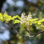 16.09.2020. Kielce. Kwitnące kasztanowce / Wiktor Taszłow / Radio Kielce