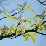 16.09.2020. Kielce. Kwitnące kasztanowce / Wiktor Taszłow / Radio Kielce