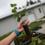 17.09.2020 Suków-Papiernia. Szkółka leśna / Wiktor Taszłow / Radio Kielce