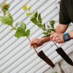 17.09.2020 Suków-Papiernia. Szkółka leśna / Wiktor Taszłow / Radio Kielce