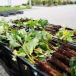 17.09.2020 Suków-Papiernia. Szkółka leśna / Wiktor Taszłow / Radio Kielce