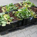 17.09.2020 Suków-Papiernia. Szkółka leśna / Wiktor Taszłow / Radio Kielce