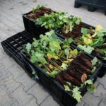 17.09.2020 Suków-Papiernia. Szkółka leśna / Wiktor Taszłow / Radio Kielce