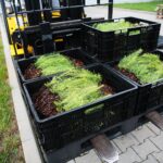 17.09.2020 Suków-Papiernia. Szkółka leśna / Wiktor Taszłow / Radio Kielce