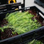 17.09.2020 Suków-Papiernia. Szkółka leśna / Wiktor Taszłow / Radio Kielce