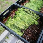 17.09.2020 Suków-Papiernia. Szkółka leśna / Wiktor Taszłow / Radio Kielce