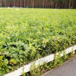 17.09.2020 Suków-Papiernia. Szkółka leśna / Wiktor Taszłow / Radio Kielce