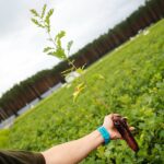 17.09.2020 Suków-Papiernia. Szkółka leśna / Wiktor Taszłow / Radio Kielce