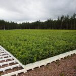 17.09.2020 Suków-Papiernia. Szkółka leśna / Wiktor Taszłow / Radio Kielce