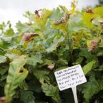 17.09.2020 Suków-Papiernia. Szkółka leśna / Wiktor Taszłow / Radio Kielce