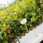 17.09.2020 Suków-Papiernia. Szkółka leśna / Wiktor Taszłow / Radio Kielce