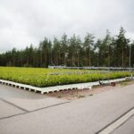 17.09.2020 Suków-Papiernia. Szkółka leśna / Wiktor Taszłow / Radio Kielce