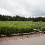 17.09.2020 Suków-Papiernia. Szkółka leśna / Wiktor Taszłow / Radio Kielce