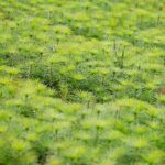 17.09.2020 Suków-Papiernia. Szkółka leśna / Wiktor Taszłow / Radio Kielce