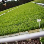 17.09.2020 Suków-Papiernia. Szkółka leśna / Wiktor Taszłow / Radio Kielce