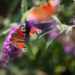 22.09.2020. Kielce. Jesień w ogrodzie botanicznym / Wiktor Taszłow / Radio Kielce