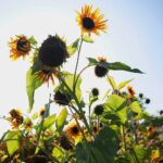 22.09.2020. Kielce. Jesień w ogrodzie botanicznym / Wiktor Taszłow / Radio Kielce