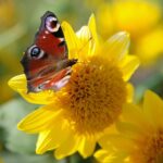 22.09.2020. Kielce. Jesień w ogrodzie botanicznym / Wiktor Taszłow / Radio Kielce