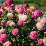 22.09.2020. Kielce. Jesień w ogrodzie botanicznym / Wiktor Taszłow / Radio Kielce