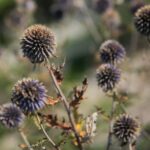 22.09.2020. Kielce. Jesień w ogrodzie botanicznym / Wiktor Taszłow / Radio Kielce