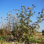 22.09.2020. Kielce. Jesień w ogrodzie botanicznym / Wiktor Taszłow / Radio Kielce