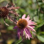 22.09.2020. Kielce. Jesień w ogrodzie botanicznym / Wiktor Taszłow / Radio Kielce