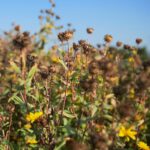 22.09.2020. Kielce. Jesień w ogrodzie botanicznym / Wiktor Taszłow / Radio Kielce