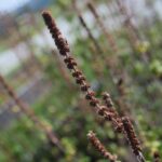 22.09.2020. Kielce. Jesień w ogrodzie botanicznym / Wiktor Taszłow / Radio Kielce