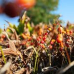 22.09.2020. Kielce. Jesień w ogrodzie botanicznym / Wiktor Taszłow / Radio Kielce