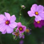 22.09.2020. Kielce. Jesień w ogrodzie botanicznym / Wiktor Taszłow / Radio Kielce